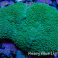 Ultra Teal Elephant Ear Rhodactis Coral WYSIWYG 7cm Ultra Teal Elephant Ear Rhodactis Coral WYSIWYG 7cm Animals & Pet Supplies Ultra Teal Elephant Ear Rhodactis Coral WYSIWYG 7cm Zeo Box Reef