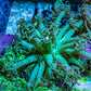 Ultra Teal Goniopora Frag, WYSIWYG A1R3B1` Ultra Teal Goniopora Frag, WYSIWYG A1R3B1` Animals & Pet Supplies Ultra Teal Goniopora Frag, WYSIWYG A1R3B1` Zeo Box Reef