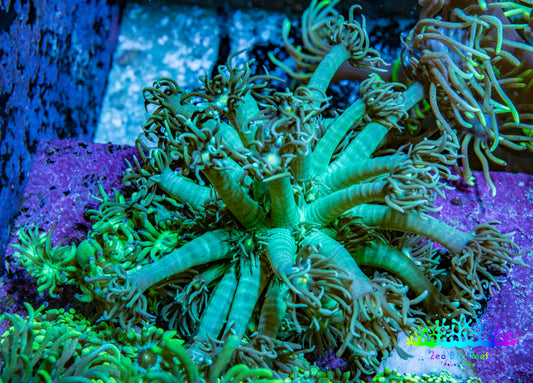 Ultra Teal Goniopora Frag, WYSIWYG A1R3B1` Ultra Teal Goniopora Frag, WYSIWYG A1R3B1` Animals & Pet Supplies Ultra Teal Goniopora Frag, WYSIWYG A1R3B1` Zeo Box Reef