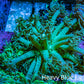 Ultra Teal Goniopora Frag, WYSIWYG A1R3B1` Ultra Teal Goniopora Frag, WYSIWYG A1R3B1` Animals & Pet Supplies Ultra Teal Goniopora Frag, WYSIWYG A1R3B1` Zeo Box Reef