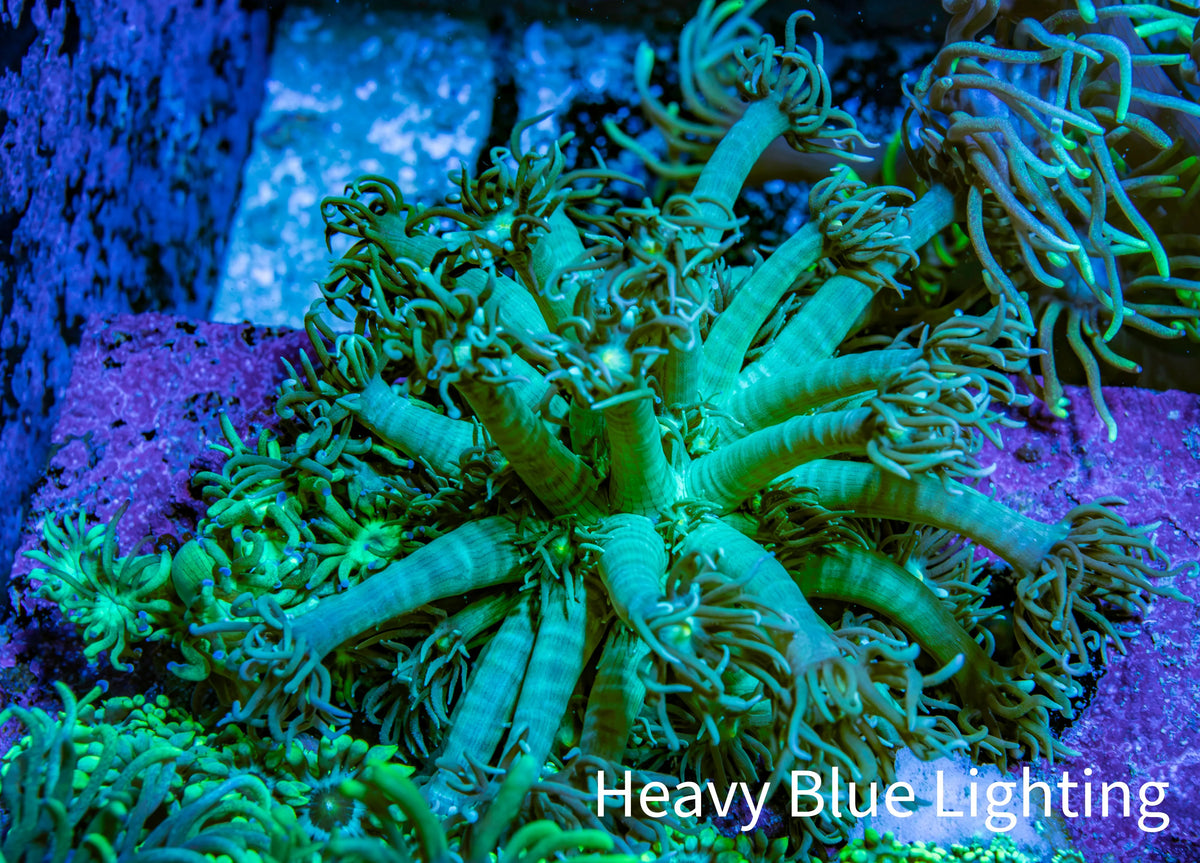 Ultra Teal Goniopora Frag, WYSIWYG A1R3B1` Ultra Teal Goniopora Frag, WYSIWYG A1R3B1` Animals & Pet Supplies Ultra Teal Goniopora Frag, WYSIWYG A1R3B1` Zeo Box Reef