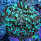 Ultra Teal Green Rhodactis Coral WYSIWYG 6cm Ultra Teal Green Rhodactis Coral WYSIWYG 6cm Soft Coral Ultra Teal Green Rhodactis Coral WYSIWYG 6cm Zeo Box Reef