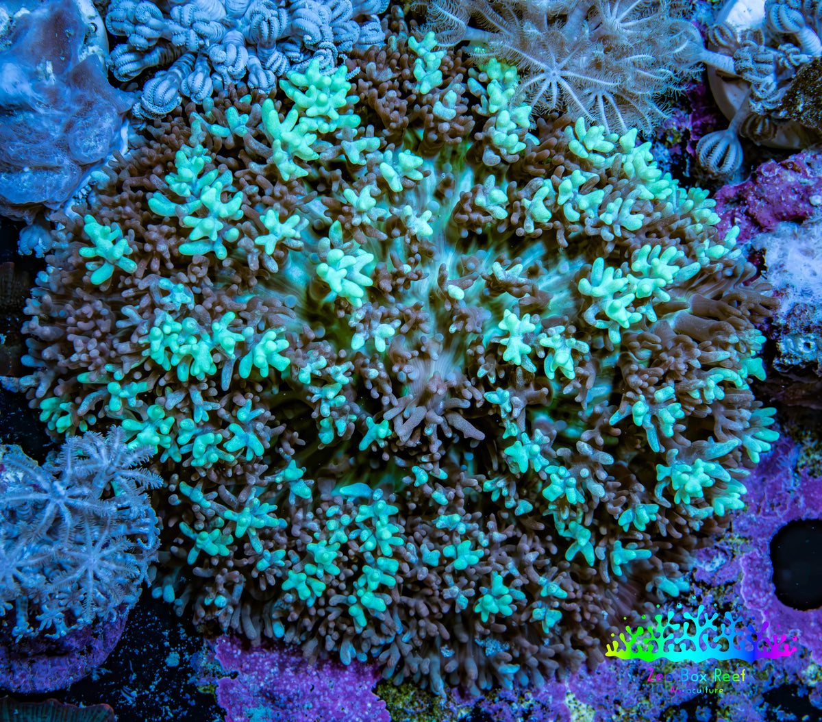 Ultra Teal Green Rhodactis Coral WYSIWYG 6cm Ultra Teal Green Rhodactis Coral WYSIWYG 6cm Soft Coral Ultra Teal Green Rhodactis Coral WYSIWYG 6cm Zeo Box Reef