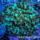 Ultra Teal Green Rhodactis Coral WYSIWYG 6cm Ultra Teal Green Rhodactis Coral WYSIWYG 6cm Soft Coral Ultra Teal Green Rhodactis Coral WYSIWYG 6cm Zeo Box Reef