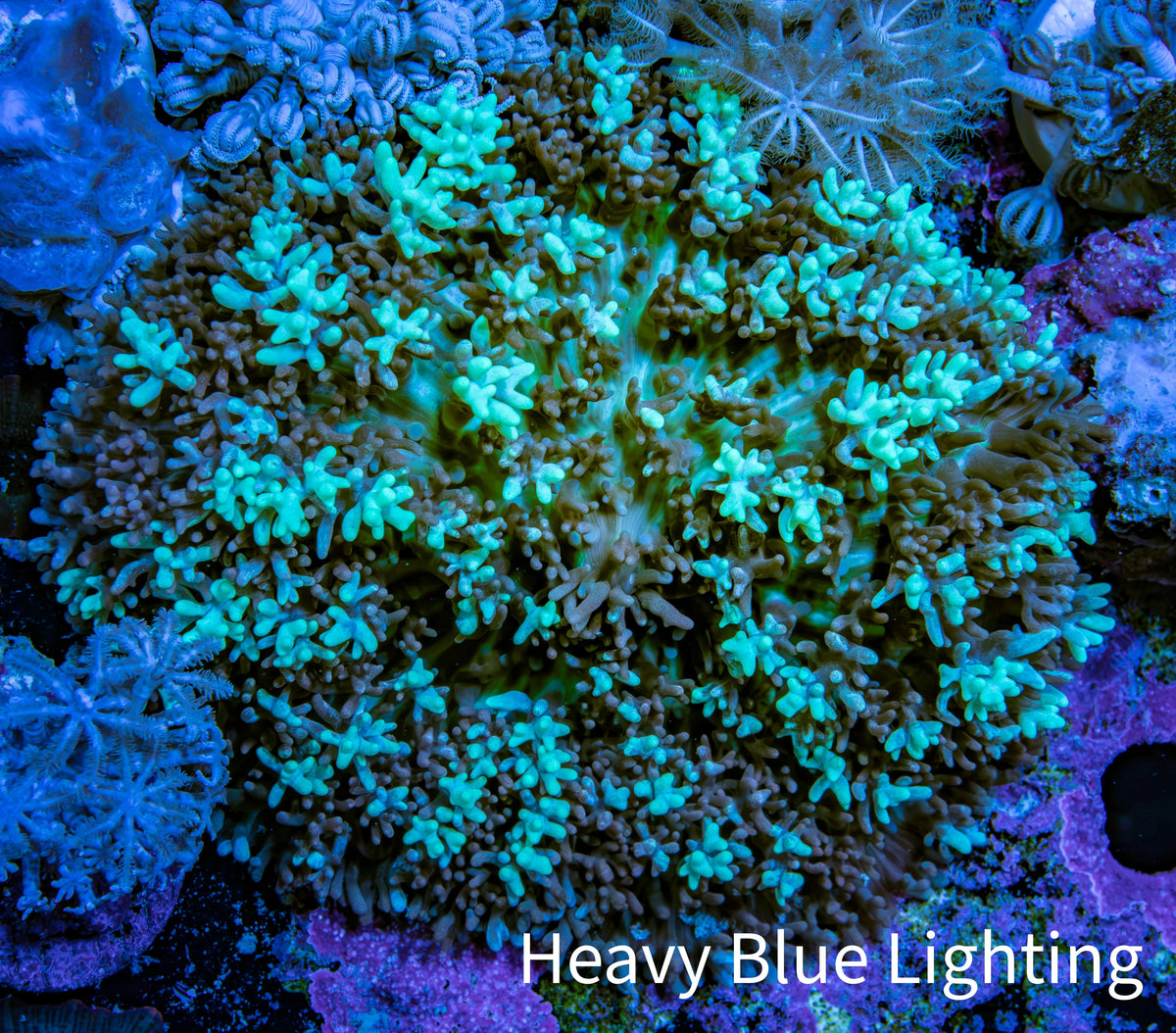 Ultra Teal Green Rhodactis Coral WYSIWYG 6cm Ultra Teal Green Rhodactis Coral WYSIWYG 6cm Soft Coral Ultra Teal Green Rhodactis Coral WYSIWYG 6cm Zeo Box Reef
