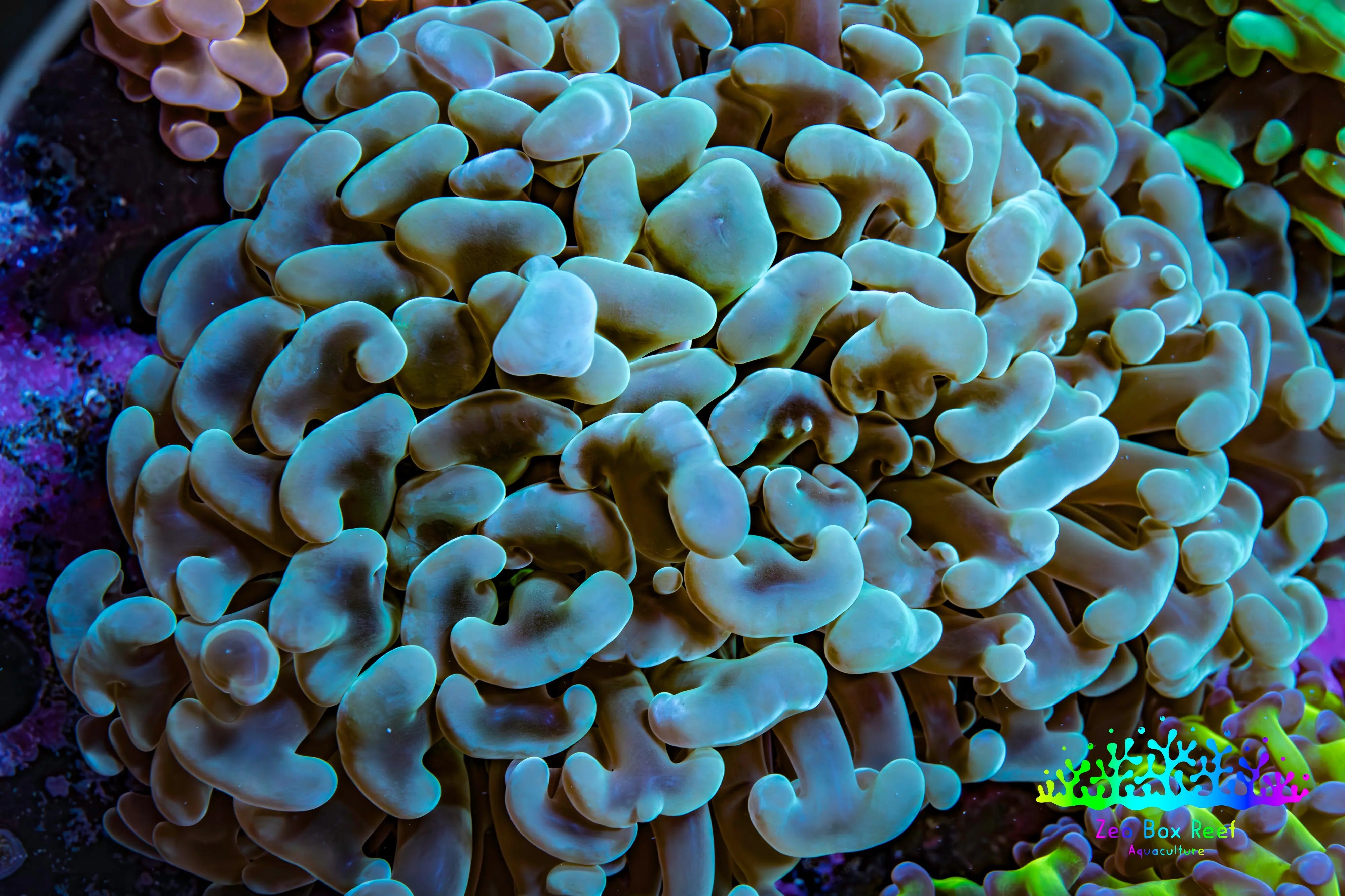 WYSIWYG Corals For Sale Online Australia – Zeo Box Reef Aquaculture