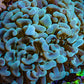 Ultra Teal Hammer Coral -   WYSIWYG 10cm C2R5B1 Ultra Teal Hammer Coral -   WYSIWYG 10cm C2R5B1 Aquarium Decor Ultra Teal Hammer Coral -   WYSIWYG 10cm C2R5B1 Zeo Box Reef