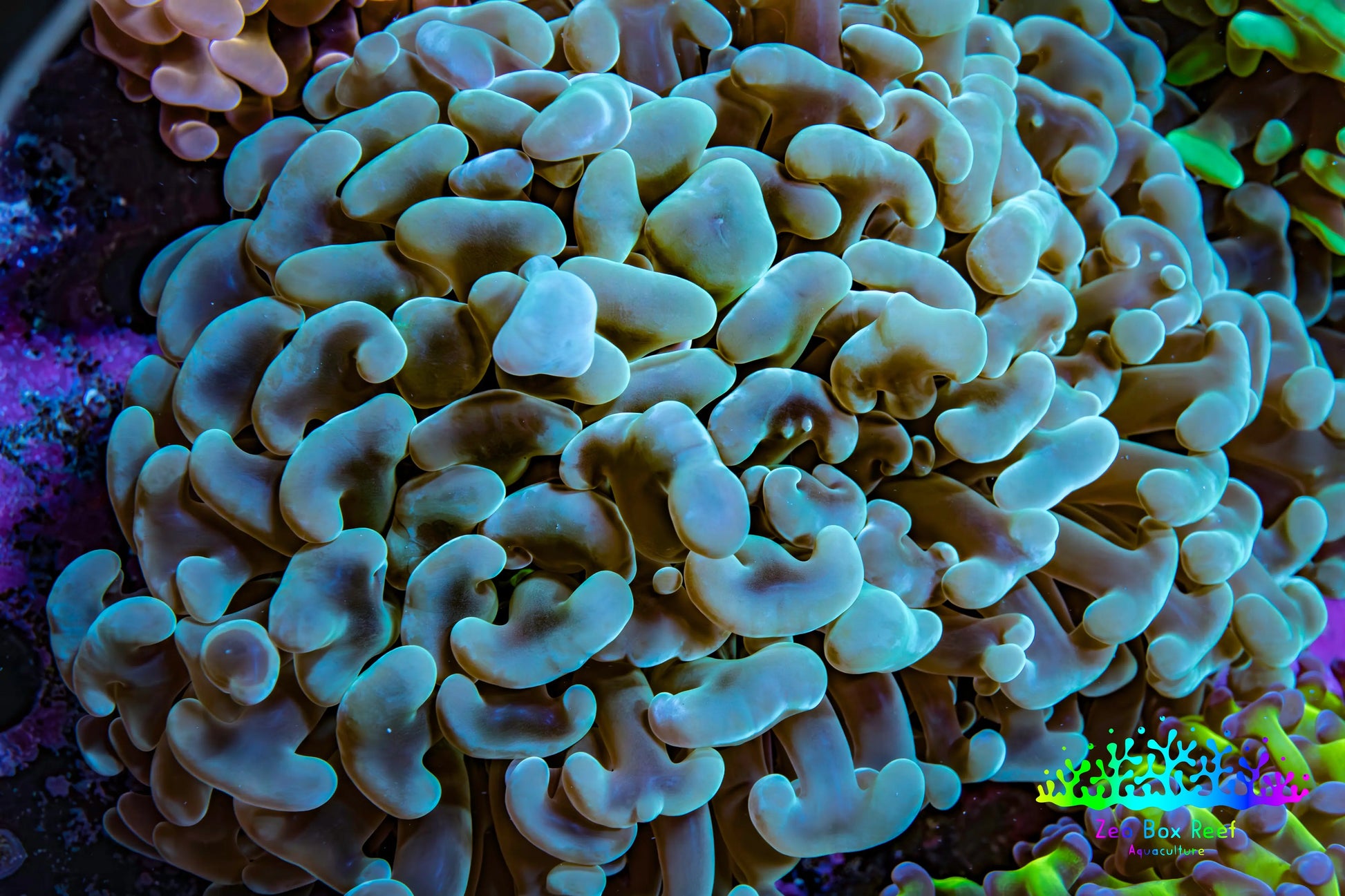 Ultra Teal Hammer Coral -   WYSIWYG 10cm C2R5B1 Ultra Teal Hammer Coral -   WYSIWYG 10cm C2R5B1 Aquarium Decor Ultra Teal Hammer Coral -   WYSIWYG 10cm C2R5B1 Zeo Box Reef