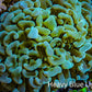 Ultra Teal Hammer Coral -   WYSIWYG 10cm C2R5B1 Ultra Teal Hammer Coral -   WYSIWYG 10cm C2R5B1 Aquarium Decor Ultra Teal Hammer Coral -   WYSIWYG 10cm C2R5B1 Zeo Box Reef