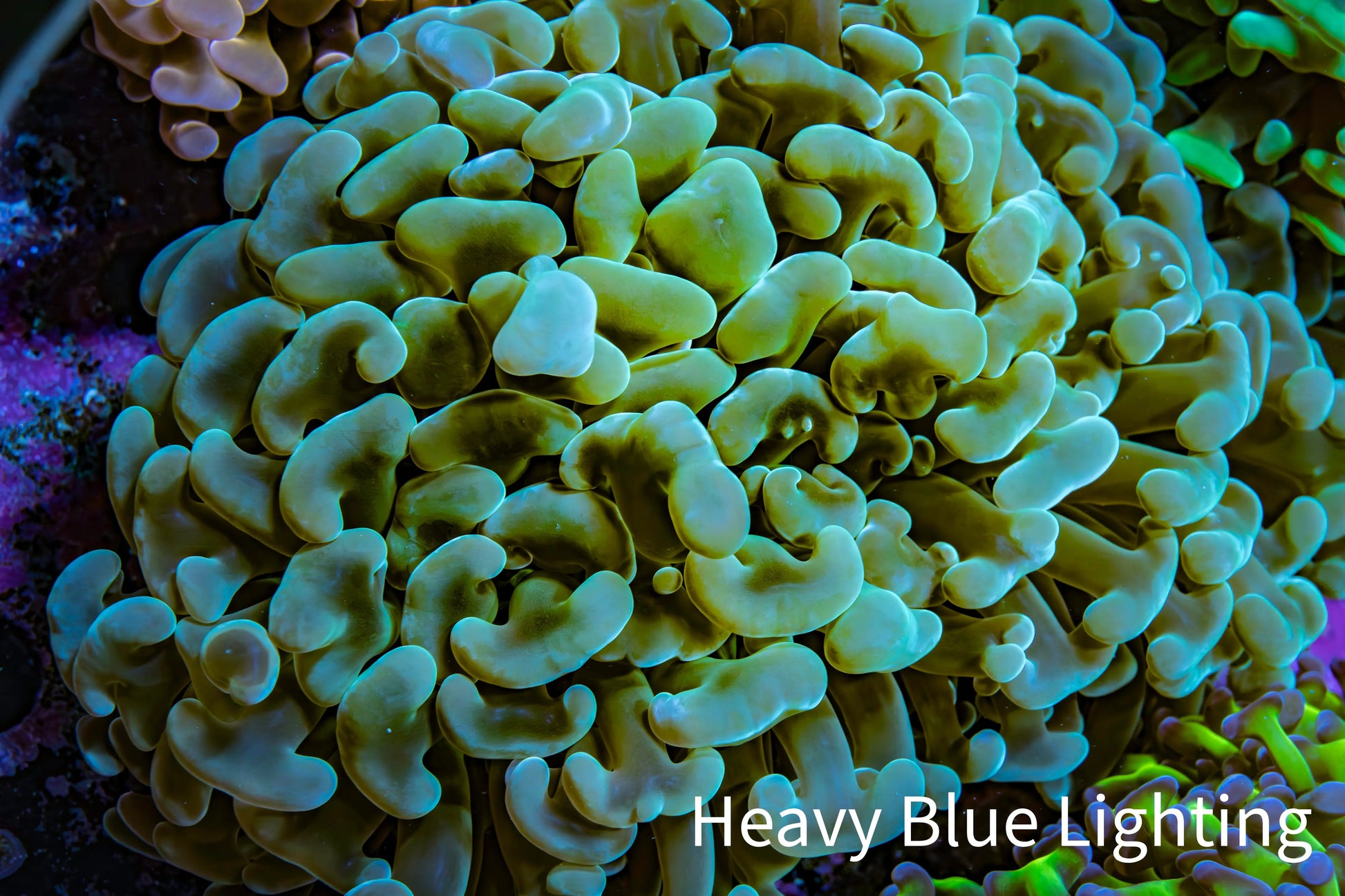 Ultra Teal Hammer Coral -   WYSIWYG 10cm C2R5B1 Ultra Teal Hammer Coral -   WYSIWYG 10cm C2R5B1 Aquarium Decor Ultra Teal Hammer Coral -   WYSIWYG 10cm C2R5B1 Zeo Box Reef