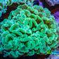 Ultra Teal Jelly Bean Tip Hammer Coral WYSIWYG Ultra Teal Jelly Bean Tip Hammer Coral WYSIWYG Aquarium Decor Ultra Teal Jelly Bean Tip Hammer Coral WYSIWYG Zeo Box Reef