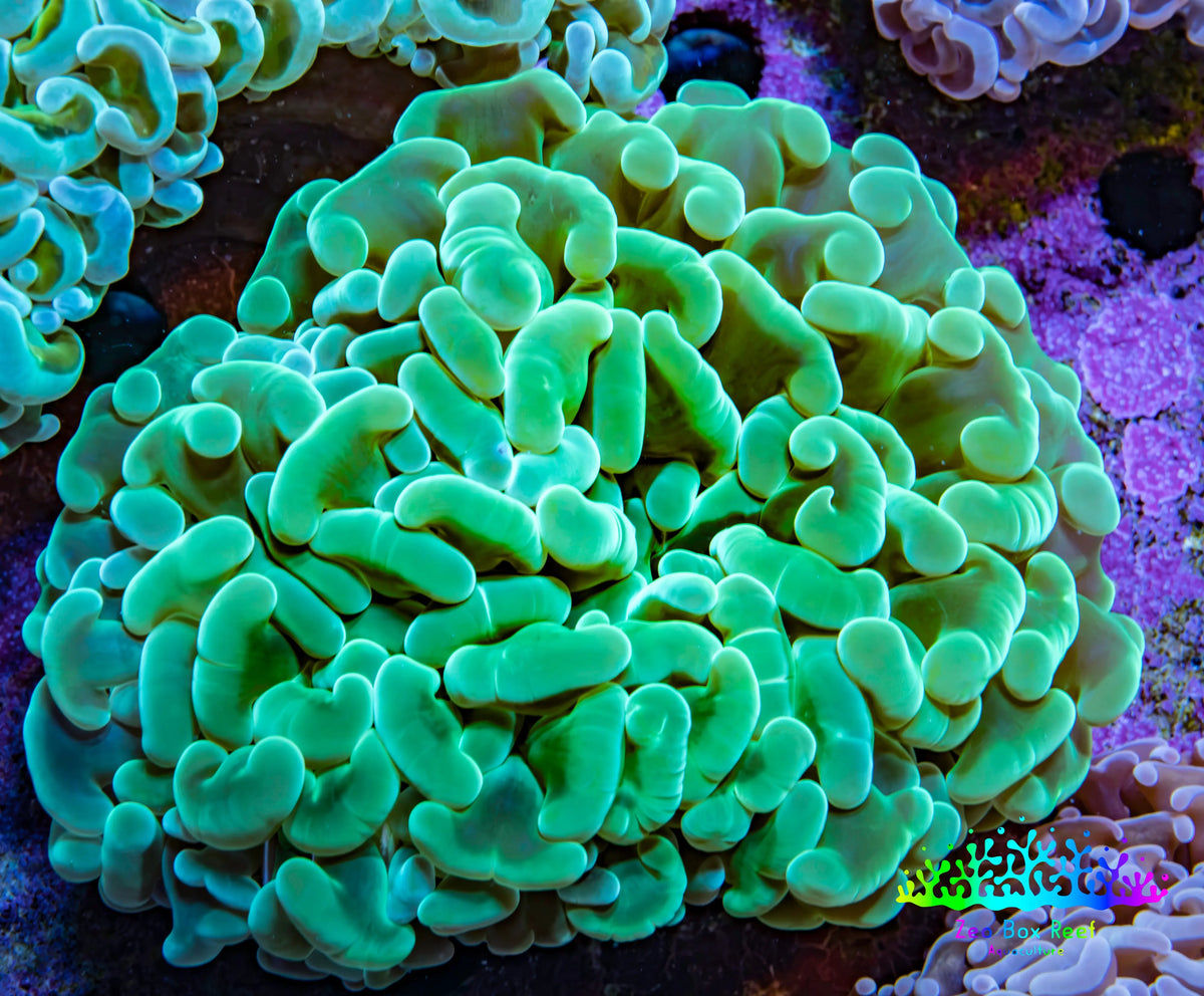 Ultra Teal Jelly Bean Tip Hammer Coral WYSIWYG Ultra Teal Jelly Bean Tip Hammer Coral WYSIWYG Aquarium Decor Ultra Teal Jelly Bean Tip Hammer Coral WYSIWYG Zeo Box Reef
