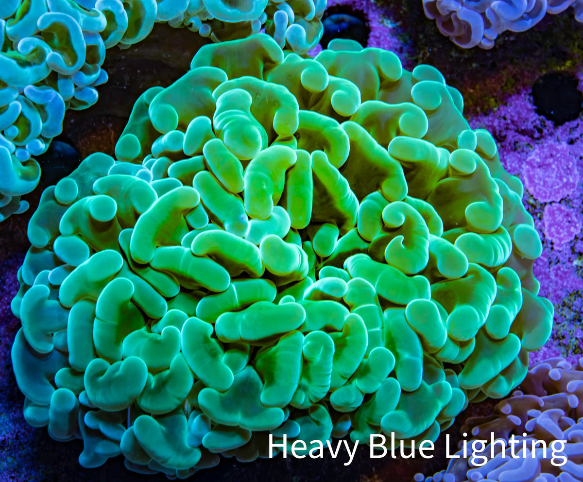 Ultra Teal Jelly Bean Tip Hammer Coral WYSIWYG Ultra Teal Jelly Bean Tip Hammer Coral WYSIWYG Aquarium Decor Ultra Teal Jelly Bean Tip Hammer Coral WYSIWYG Zeo Box Reef