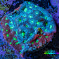 Ultra Teal Mauve Green Eye Favites Frag WYSIWYG Ultra Teal Mauve Green Eye Favites Frag WYSIWYG Aquarium Decor Ultra Teal Mauve Green Eye Favites Frag WYSIWYG Zeo Box Reef