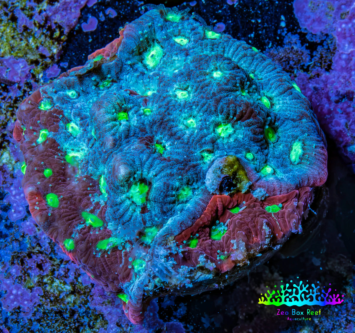 Ultra Teal Mauve Green Eye Favites Frag WYSIWYG Ultra Teal Mauve Green Eye Favites Frag WYSIWYG Aquarium Decor Ultra Teal Mauve Green Eye Favites Frag WYSIWYG Zeo Box Reef