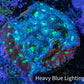 Ultra Teal Mauve Green Eye Favites Frag WYSIWYG Ultra Teal Mauve Green Eye Favites Frag WYSIWYG Aquarium Decor Ultra Teal Mauve Green Eye Favites Frag WYSIWYG Zeo Box Reef