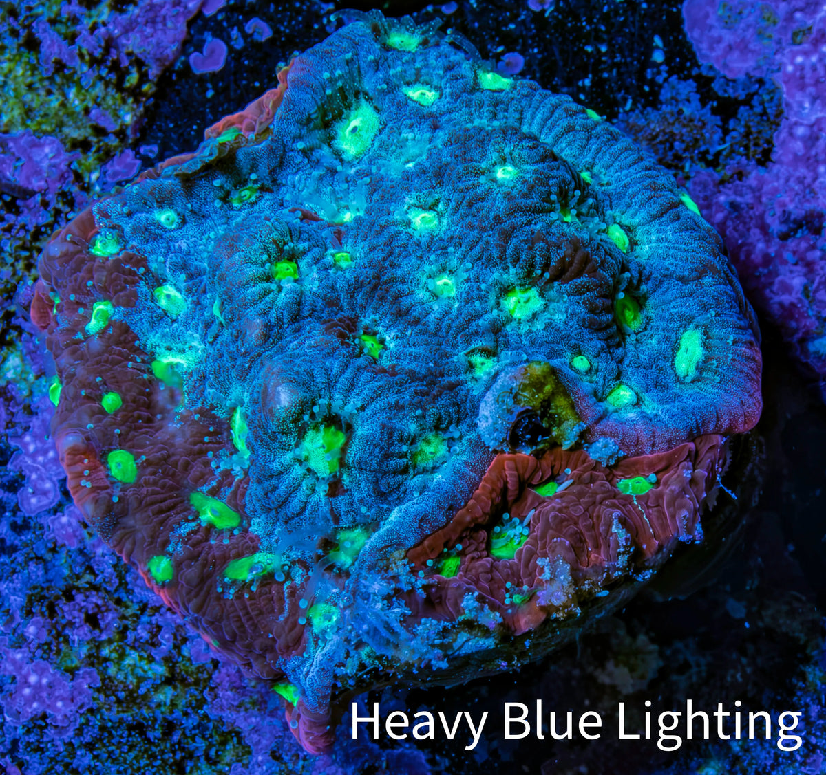 Ultra Teal Mauve Green Eye Favites Frag WYSIWYG Ultra Teal Mauve Green Eye Favites Frag WYSIWYG Aquarium Decor Ultra Teal Mauve Green Eye Favites Frag WYSIWYG Zeo Box Reef