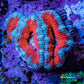 Ultra Teal / Orange Acan Coral Frag Ultra Teal / Orange Acan Coral Frag LPS Coral Ultra Teal / Orange Acan Coral Frag Zeo Box Reef