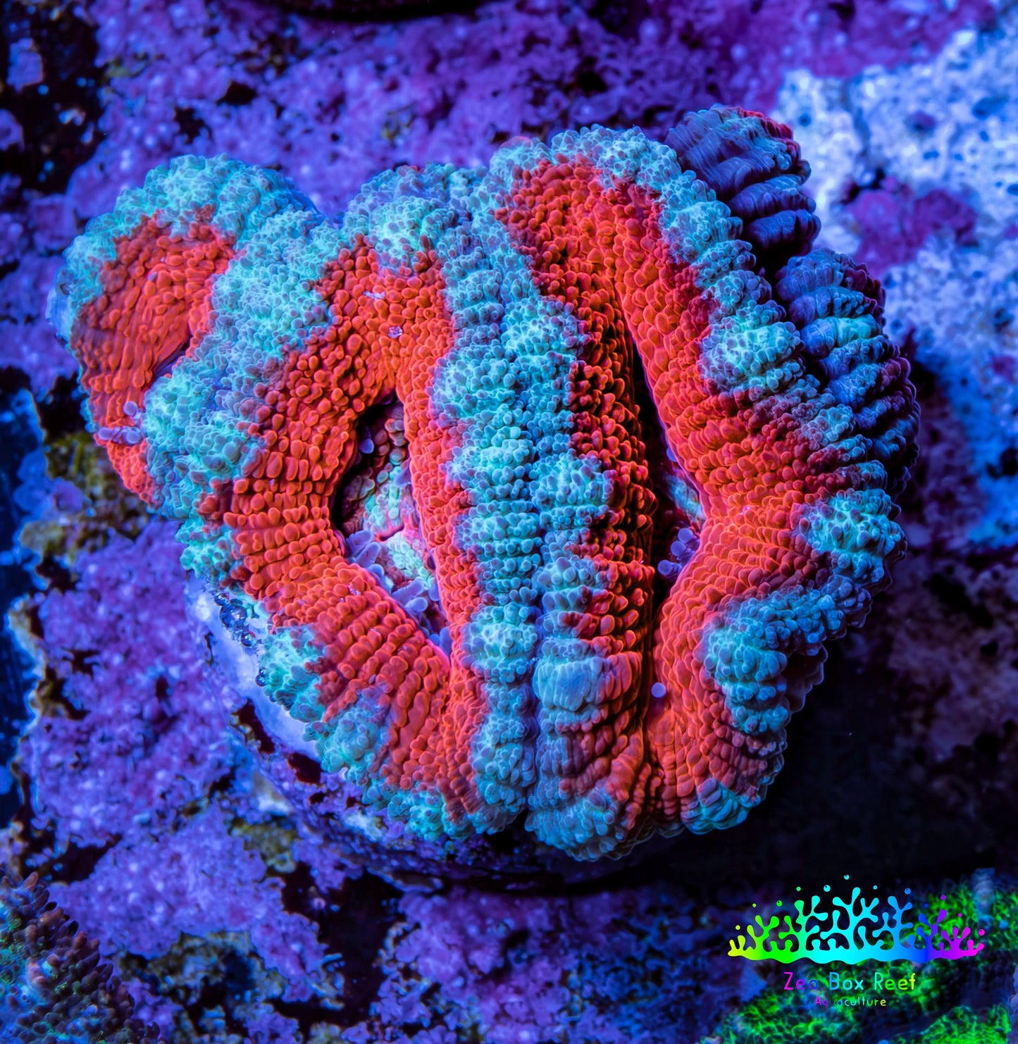 Ultra Teal / Orange Acan Coral Frag Ultra Teal / Orange Acan Coral Frag LPS Coral Ultra Teal / Orange Acan Coral Frag Zeo Box Reef