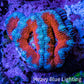 Ultra Teal / Orange Acan Coral Frag Ultra Teal / Orange Acan Coral Frag LPS Coral Ultra Teal / Orange Acan Coral Frag Zeo Box Reef