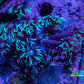Ultra Teal Tip Goni Frag – WYSIWYG Ultra Teal Tip Goni Frag – WYSIWYG Animals & Pet Supplies Ultra Teal Tip Goni Frag – WYSIWYG Zeo Box Reef