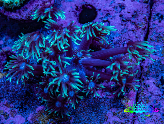 Ultra Teal Tip Goni Frag – WYSIWYG Ultra Teal Tip Goni Frag – WYSIWYG Animals & Pet Supplies Ultra Teal Tip Goni Frag – WYSIWYG Zeo Box Reef