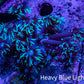 Ultra Teal Tip Goni Frag – WYSIWYG Ultra Teal Tip Goni Frag – WYSIWYG Animals & Pet Supplies Ultra Teal Tip Goni Frag – WYSIWYG Zeo Box Reef