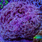 Ultra Teal  Tip Hammer Coral – WYSIWYG 8cm A1R6B1 Ultra Teal  Tip Hammer Coral – WYSIWYG 8cm A1R6B1 Aquarium Decor Ultra Teal  Tip Hammer Coral – WYSIWYG 8cm A1R6B1 Zeo Box Reef