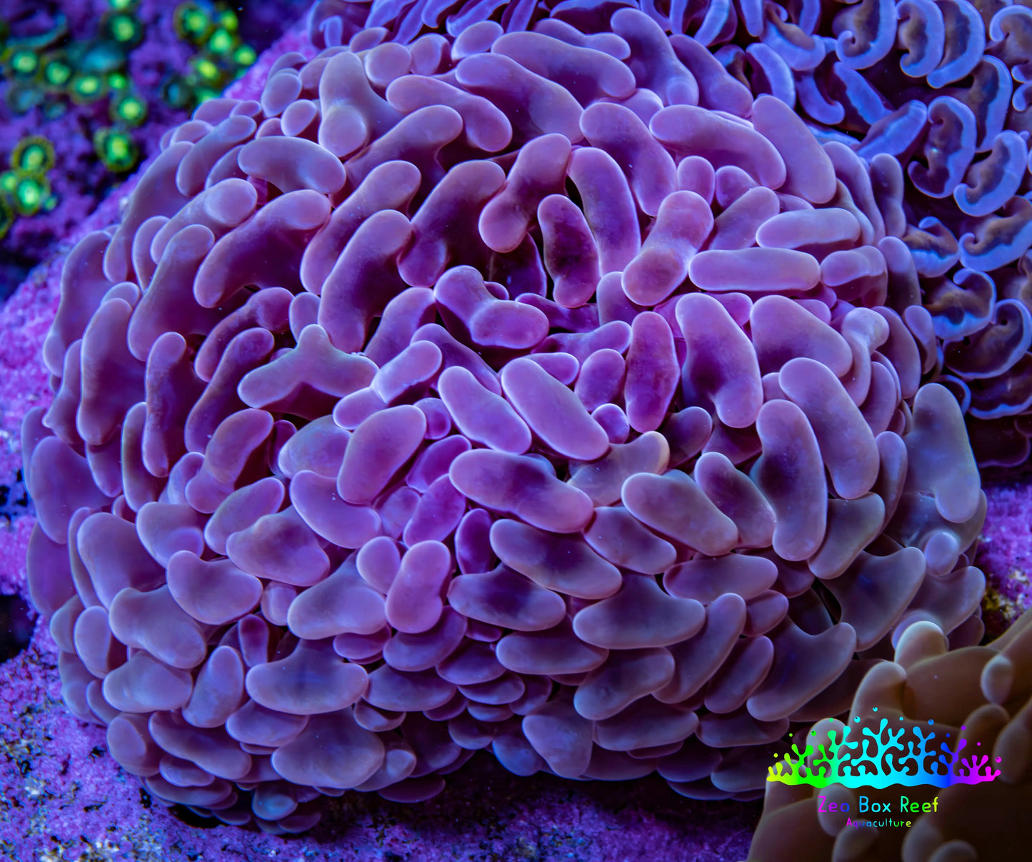 Ultra Teal  Tip Hammer Coral – WYSIWYG 8cm A1R6B1 Ultra Teal  Tip Hammer Coral – WYSIWYG 8cm A1R6B1 Aquarium Decor Ultra Teal  Tip Hammer Coral – WYSIWYG 8cm A1R6B1 Zeo Box Reef