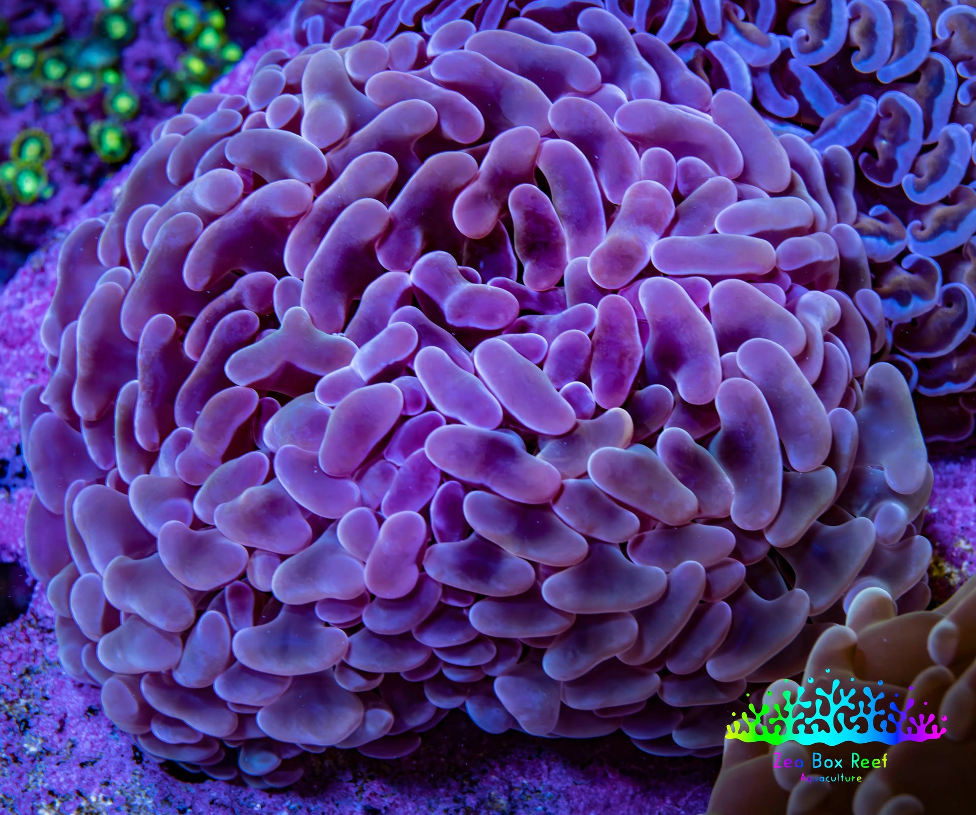 Ultra Teal  Tip Hammer Coral – WYSIWYG 8cm A1R6B1 Ultra Teal  Tip Hammer Coral – WYSIWYG 8cm A1R6B1 Aquarium Decor Ultra Teal  Tip Hammer Coral – WYSIWYG 8cm A1R6B1 Zeo Box Reef
