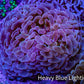 Ultra Teal  Tip Hammer Coral – WYSIWYG 8cm A1R6B1 Ultra Teal  Tip Hammer Coral – WYSIWYG 8cm A1R6B1 Aquarium Decor Ultra Teal  Tip Hammer Coral – WYSIWYG 8cm A1R6B1 Zeo Box Reef