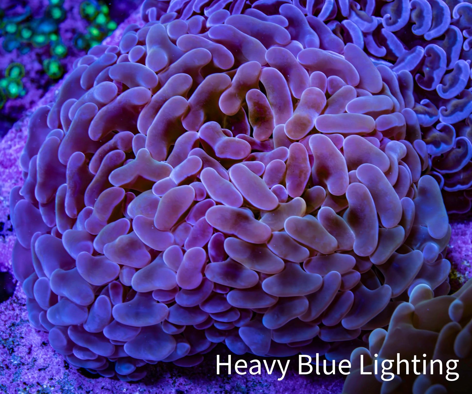 Ultra Teal  Tip Hammer Coral – WYSIWYG 8cm A1R6B1 Ultra Teal  Tip Hammer Coral – WYSIWYG 8cm A1R6B1 Aquarium Decor Ultra Teal  Tip Hammer Coral – WYSIWYG 8cm A1R6B1 Zeo Box Reef
