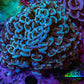 Ultra Teal  Tip Hammer Coral – WYSIWYG 8cm A4R6B1 Ultra Teal  Tip Hammer Coral – WYSIWYG 8cm A4R6B1 Aquarium Decor Ultra Teal  Tip Hammer Coral – WYSIWYG 8cm A4R6B1 Zeo Box Reef