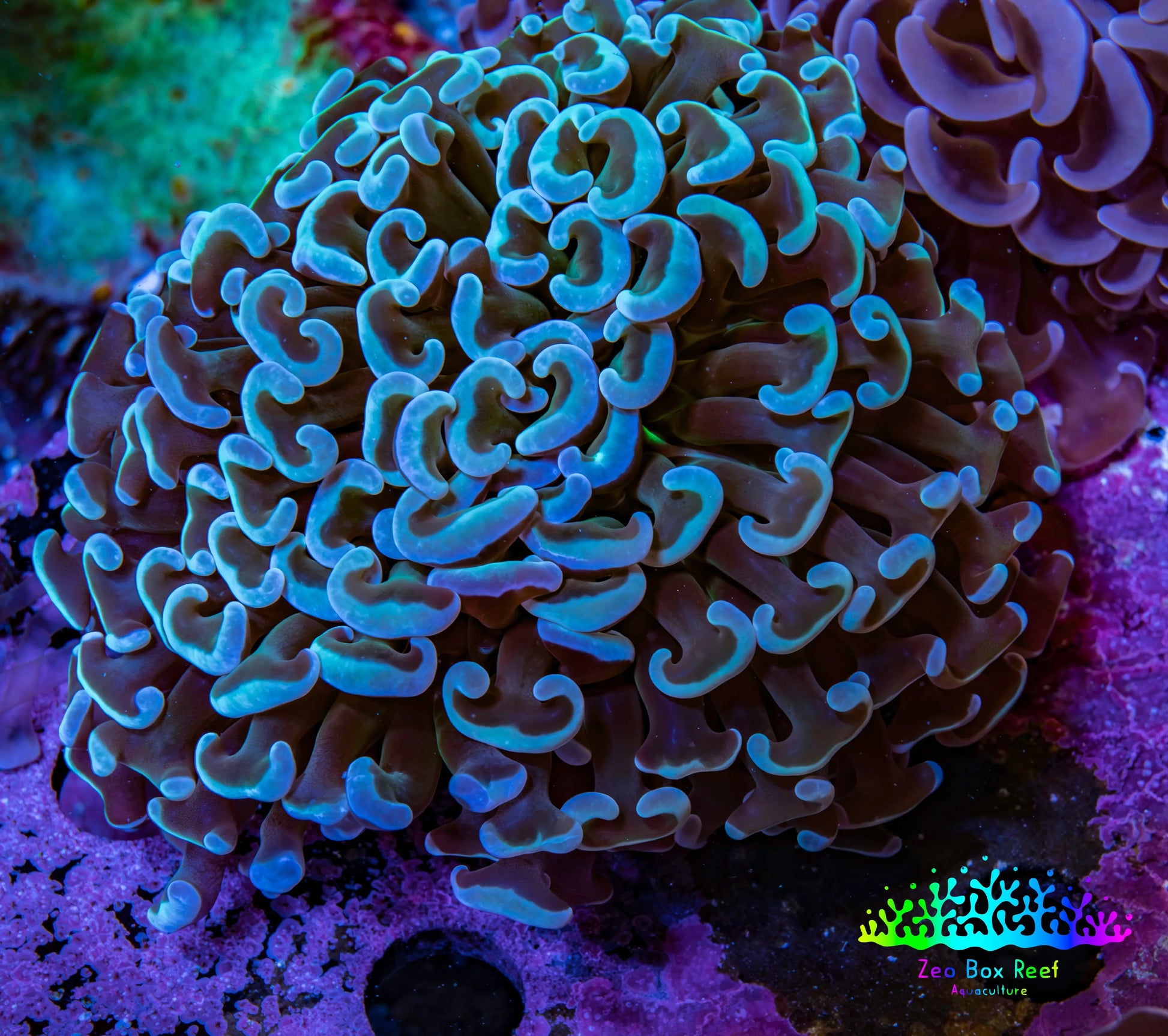 Ultra Teal  Tip Hammer Coral – WYSIWYG 8cm A4R6B1 Ultra Teal  Tip Hammer Coral – WYSIWYG 8cm A4R6B1 Aquarium Decor Ultra Teal  Tip Hammer Coral – WYSIWYG 8cm A4R6B1 Zeo Box Reef