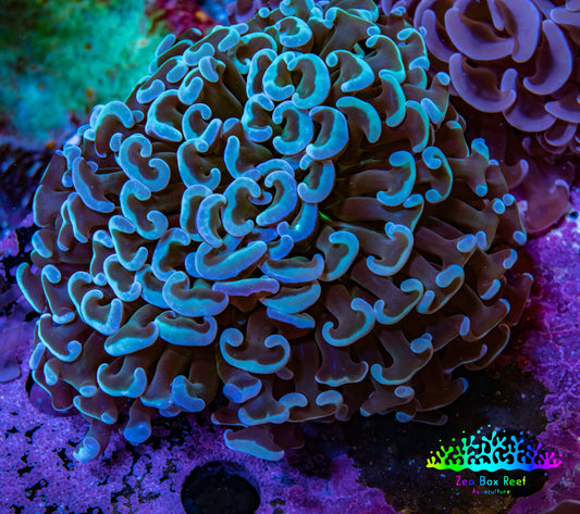 Ultra Teal  Tip Hammer Coral – WYSIWYG 8cm A4R6B1 Ultra Teal  Tip Hammer Coral – WYSIWYG 8cm A4R6B1 Aquarium Decor Ultra Teal  Tip Hammer Coral – WYSIWYG 8cm A4R6B1 Zeo Box Reef