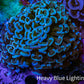 Ultra Teal  Tip Hammer Coral – WYSIWYG 8cm A4R6B1 Ultra Teal  Tip Hammer Coral – WYSIWYG 8cm A4R6B1 Aquarium Decor Ultra Teal  Tip Hammer Coral – WYSIWYG 8cm A4R6B1 Zeo Box Reef