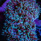 Ultra Teal & Pink Tip Frogspawn Coral -  WYSIWYG 8cm Ultra Teal & Pink Tip Frogspawn Coral -  WYSIWYG 8cm LPS Ultra Teal & Pink Tip Frogspawn Coral -  WYSIWYG 8cm Zeo Box Reef
