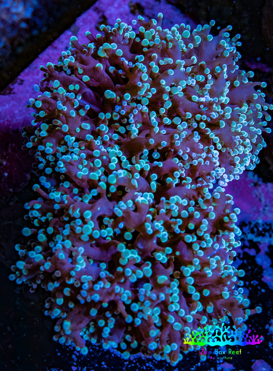 Ultra Teal & Pink Tip Frogspawn Coral -  WYSIWYG 8cm Ultra Teal & Pink Tip Frogspawn Coral -  WYSIWYG 8cm LPS Ultra Teal & Pink Tip Frogspawn Coral -  WYSIWYG 8cm Zeo Box Reef