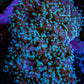 Ultra Teal & Pink Tip Frogspawn Coral -  WYSIWYG 8cm Ultra Teal & Pink Tip Frogspawn Coral -  WYSIWYG 8cm LPS Ultra Teal & Pink Tip Frogspawn Coral -  WYSIWYG 8cm Zeo Box Reef