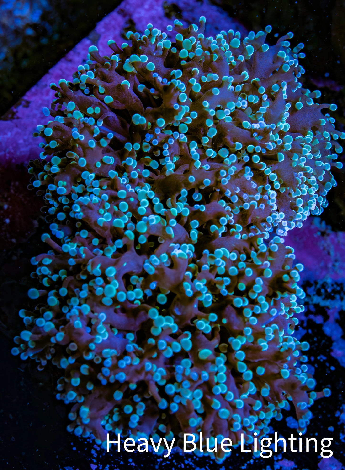 Ultra Teal & Pink Tip Frogspawn Coral -  WYSIWYG 8cm Ultra Teal & Pink Tip Frogspawn Coral -  WYSIWYG 8cm LPS Ultra Teal & Pink Tip Frogspawn Coral -  WYSIWYG 8cm Zeo Box Reef