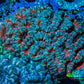 Ultra Teal and Pink Acan Coral WYSIWYG 7cm D2R2B1 Ultra Teal and Pink Acan Coral WYSIWYG 7cm D2R2B1 LPS Coral Ultra Teal and Pink Acan Coral WYSIWYG 7cm D2R2B1 Zeo Box Reef