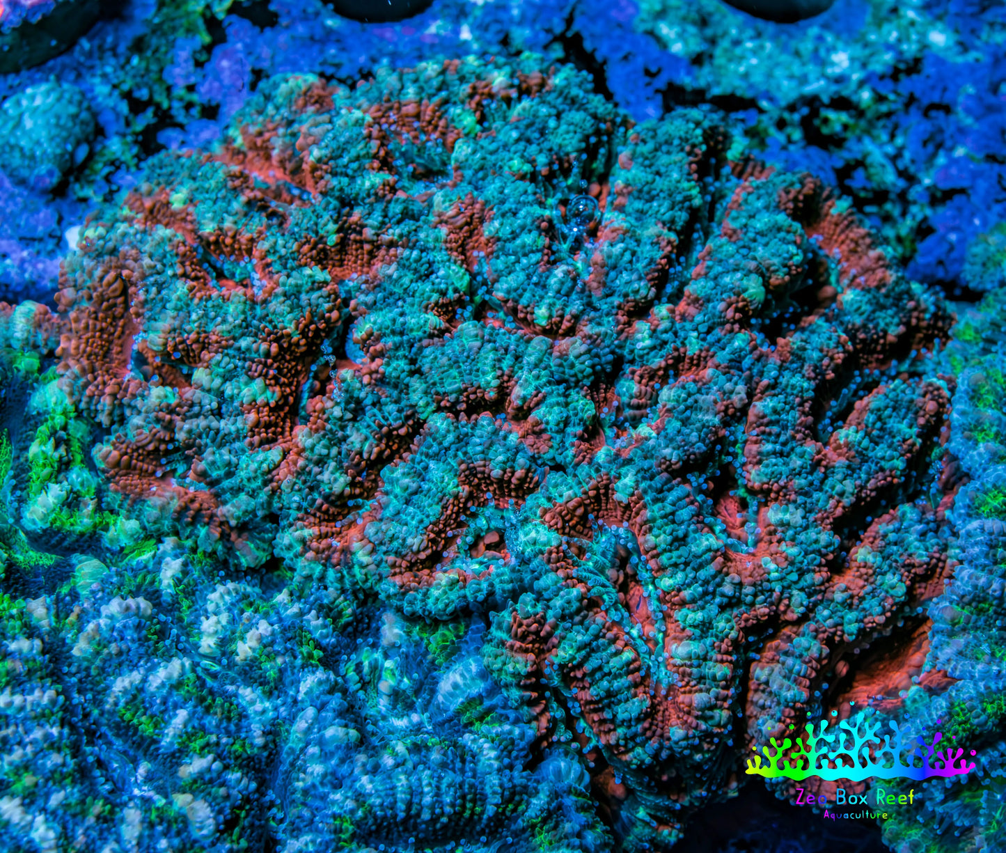 Ultra Teal and Pink Acan Coral WYSIWYG 7cm D2R2B1 Ultra Teal and Pink Acan Coral WYSIWYG 7cm D2R2B1 LPS Coral Ultra Teal and Pink Acan Coral WYSIWYG 7cm D2R2B1 Zeo Box Reef
