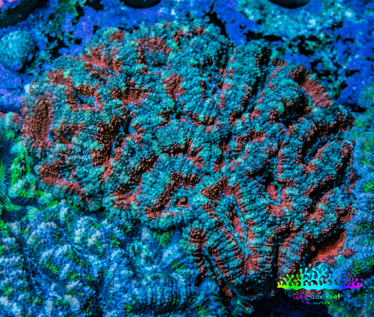 Ultra Teal and Pink Acan Coral WYSIWYG 7cm D2R2B1 Ultra Teal and Pink Acan Coral WYSIWYG 7cm D2R2B1 LPS Coral Ultra Teal and Pink Acan Coral WYSIWYG 7cm D2R2B1 Zeo Box Reef