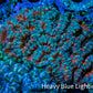 Ultra Teal and Pink Acan Coral WYSIWYG 7cm D2R2B1 Ultra Teal and Pink Acan Coral WYSIWYG 7cm D2R2B1 LPS Coral Ultra Teal and Pink Acan Coral WYSIWYG 7cm D2R2B1 Zeo Box Reef