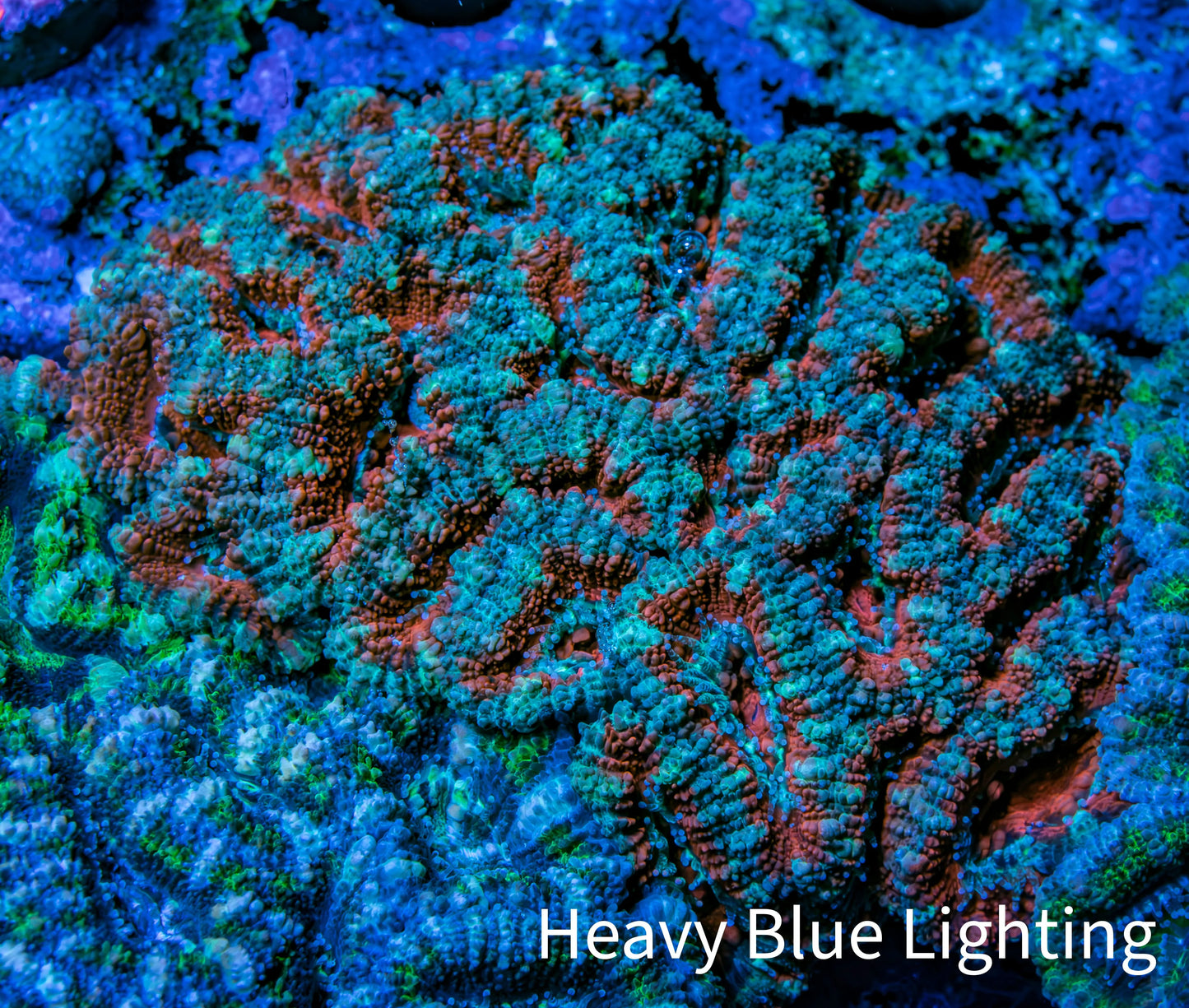 Ultra Teal and Pink Acan Coral WYSIWYG 7cm D2R2B1 Ultra Teal and Pink Acan Coral WYSIWYG 7cm D2R2B1 LPS Coral Ultra Teal and Pink Acan Coral WYSIWYG 7cm D2R2B1 Zeo Box Reef