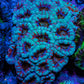 Ultra Teal and Red Acan Coral WYSIWYG 6cm B3R2B1 Ultra Teal and Red Acan Coral WYSIWYG 6cm B3R2B1 LPS Coral Ultra Teal and Red Acan Coral WYSIWYG 6cm B3R2B1 Zeo Box Reef