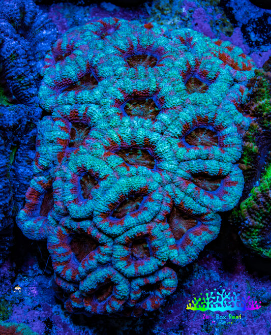 Ultra Teal and Red Acan Coral WYSIWYG 6cm B3R2B1 Ultra Teal and Red Acan Coral WYSIWYG 6cm B3R2B1 LPS Coral Ultra Teal and Red Acan Coral WYSIWYG 6cm B3R2B1 Zeo Box Reef