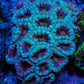 Ultra Teal and Red Acan Coral WYSIWYG 6cm B3R2B1 Ultra Teal and Red Acan Coral WYSIWYG 6cm B3R2B1 LPS Coral Ultra Teal and Red Acan Coral WYSIWYG 6cm B3R2B1 Zeo Box Reef