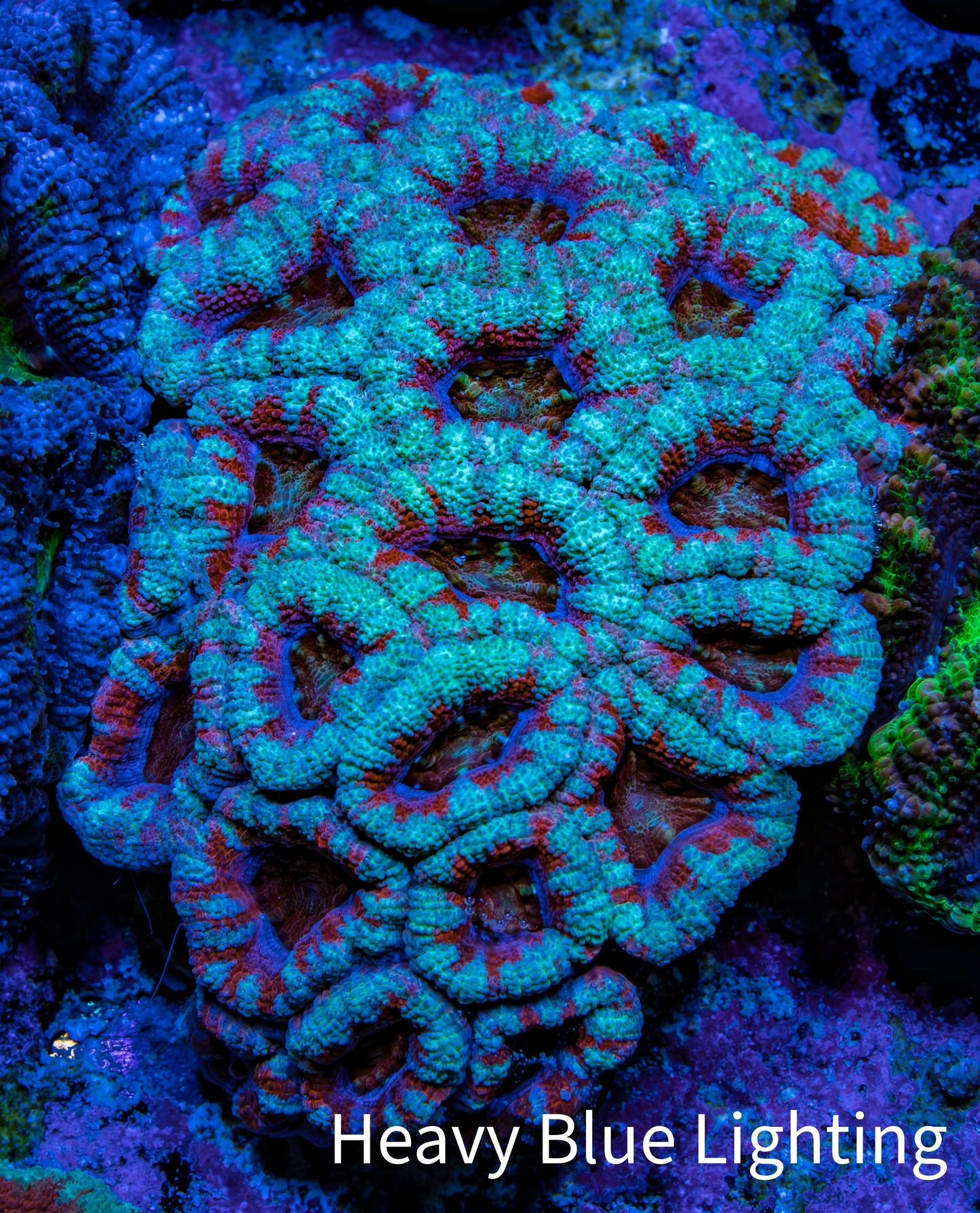 Ultra Teal and Red Acan Coral WYSIWYG 6cm B3R2B1 Ultra Teal and Red Acan Coral WYSIWYG 6cm B3R2B1 LPS Coral Ultra Teal and Red Acan Coral WYSIWYG 6cm B3R2B1 Zeo Box Reef