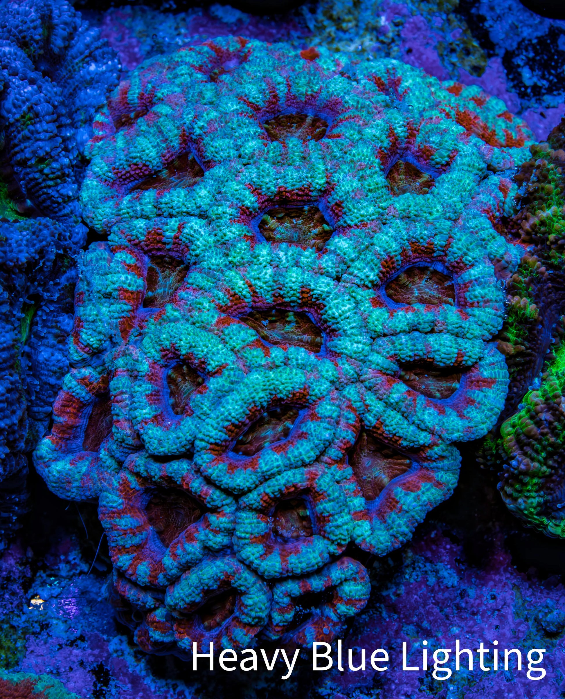 Ultra Teal and Red Acan Coral WYSIWYG 6cm B3R2B1 Ultra Teal and Red Acan Coral WYSIWYG 6cm B3R2B1 LPS Coral Ultra Teal and Red Acan Coral WYSIWYG 6cm B3R2B1 Zeo Box Reef